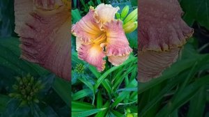 парад лилейников