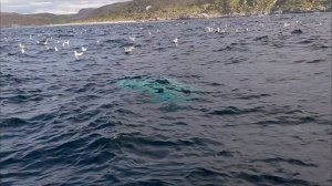 Горбатый кит совсем рядом