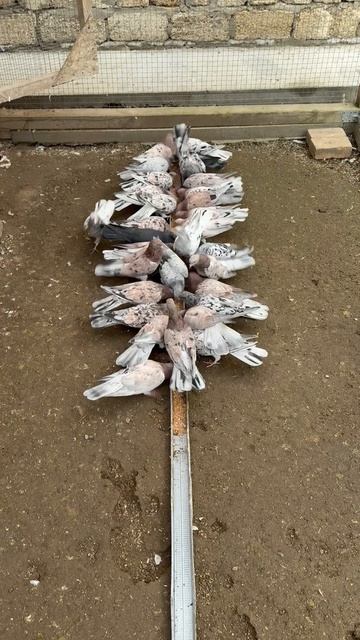 Мраморные Бакинские Голуби 🕊️ смотреть онлайн