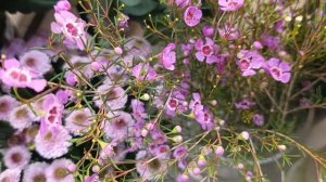 У ИКОНЫ БЛАЖЕННОЙ КСЕНИИ ПЕТЕРБУРГСКОЙ