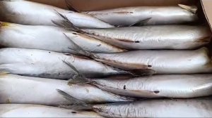 Скумбрия вяленая слабо солёное