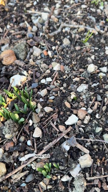 Погода в Крыму сегодня 16.01.2026 #крым #погодавкрыму #крым2026 смотреть онлайн