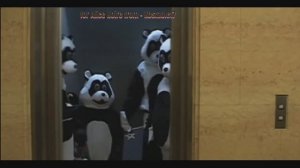 Ночные панды