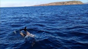 Нас сопровождают дельфины