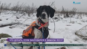 Что делать, если заблудился в зимнем лесу?