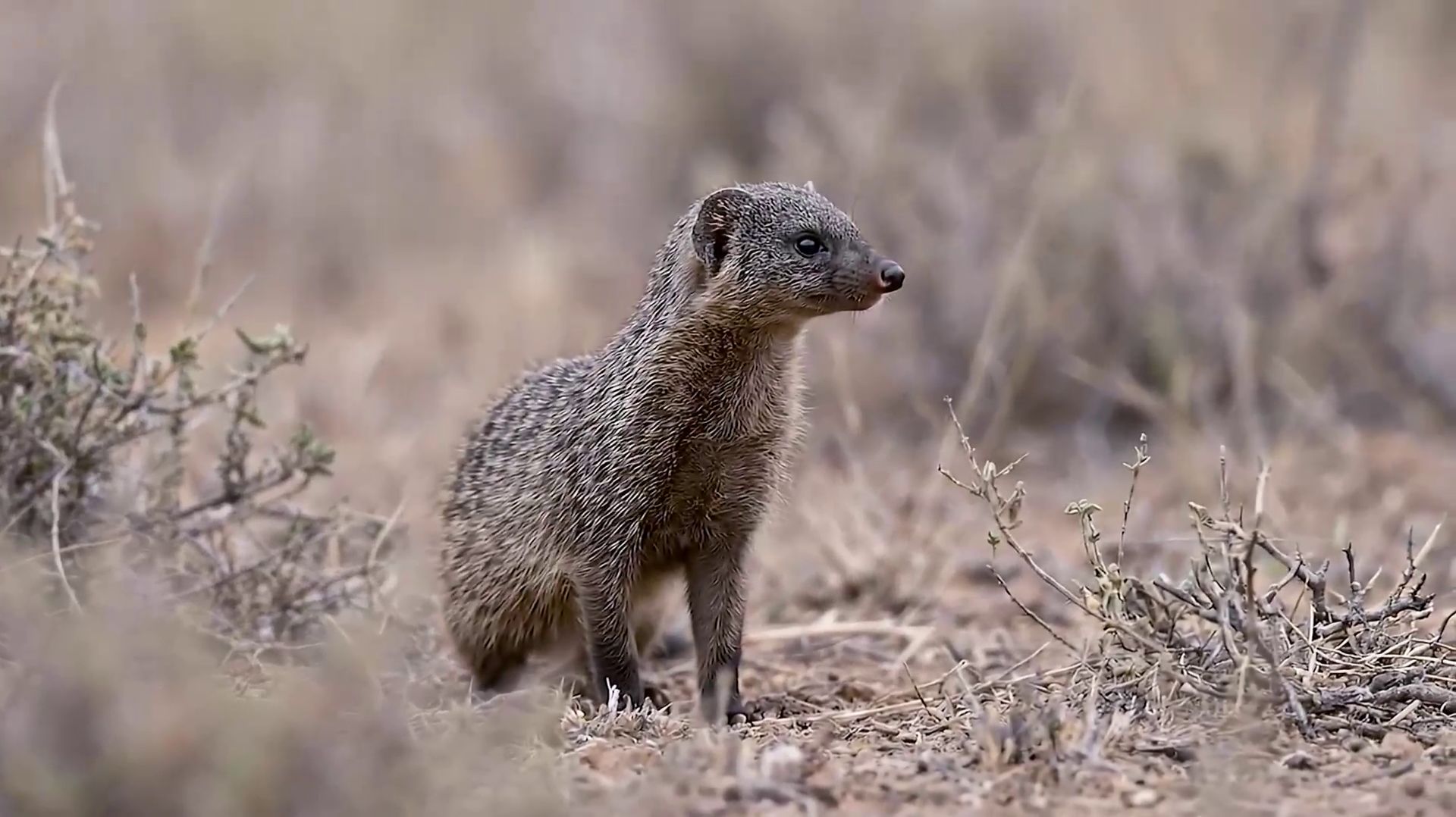 Мангуст и Кобра смотреть онлайн
