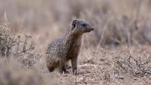 Мангуст и Кобра