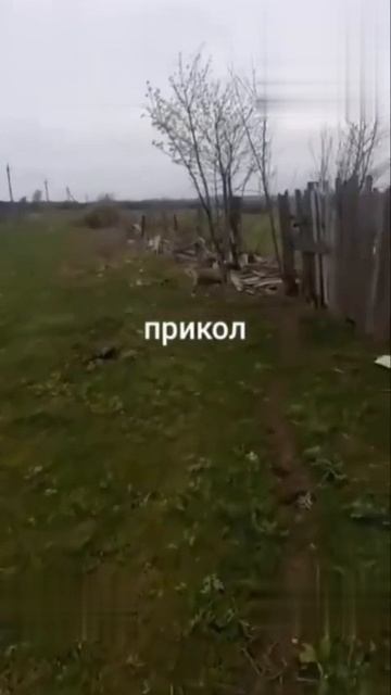 Стой Бяша смотреть онлайн