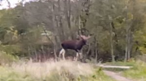 Встреча с лосем