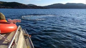 Кит малый полосатик