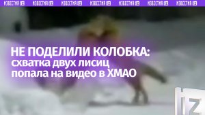 Не поделили колобка: жаркая схватка лисиц на глазах у вахтовиков в ХМАО