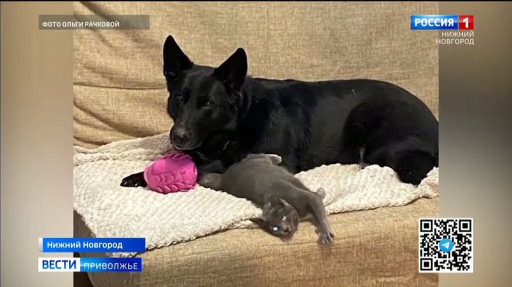 Служебные собаки на пенсии смотреть онлайн