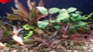 Мои аквариумы 16.01.2026г.