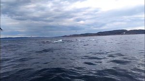 Киты обедают