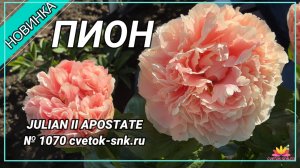 Травянистый гибрид "Julian II Apostate"/Сад Ворошиловой