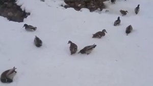 ЗИМНИЕ ЧУДЕСА ДВОРЯНСКИЙ БАЛ КАТАНИЕ НА КОНЬКАХ И ЧАЙ ИЗ САМОВАРА