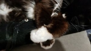 Посмотрите,как интересно улеглась кошка😃Как человек на спине спит.