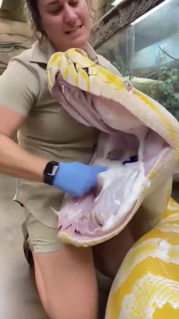 Уход за Питоном смотреть онлайн