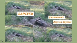 Пара барсуков ухаживает друг за другом и за собой. Груминг. 19.04.25