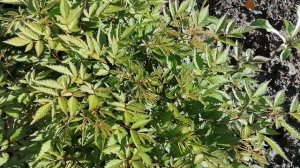 Теневая клумба в мае, старое видео