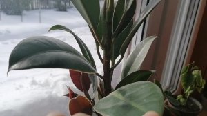 Сосульки, новогодняя ёлка 11.01.26 и мартовский фикус