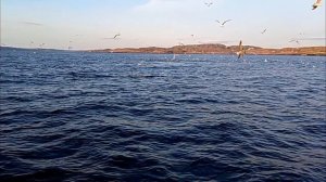 petal_20250617_110047.mp4