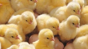 ранч симулятор