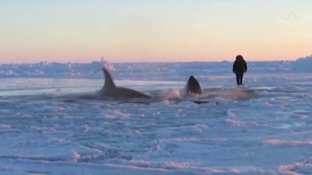 Касатки. Арктика. смотреть онлайн