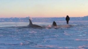 Касатки. Арктика.