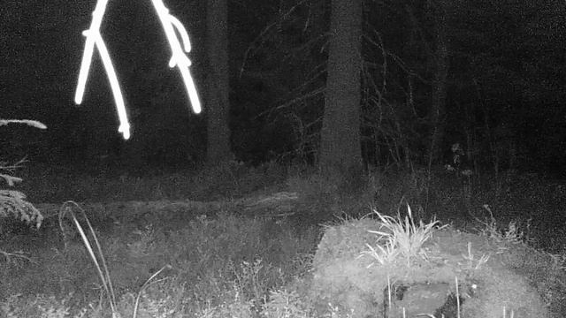 Лиса енотовидные собаки сойки