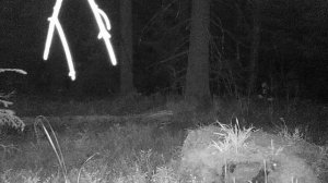 Лиса, енотовидные собаки, сойки