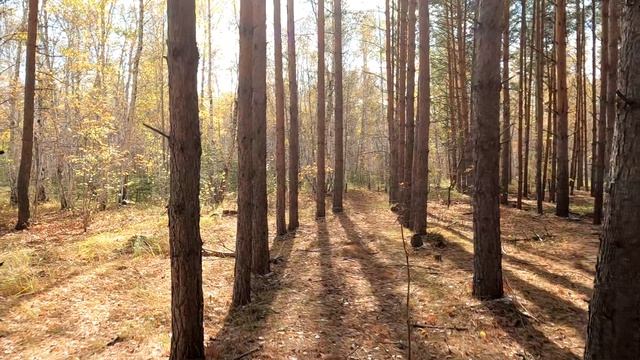 Осень, лес. смотреть онлайн