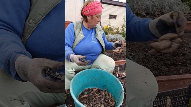 подготовка клубней георгин к хранению 2025г смотреть онлайн