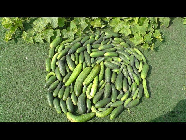 Вот так нужно отдыхать и работать! Ленивый огород в отпуске смотреть онлайн