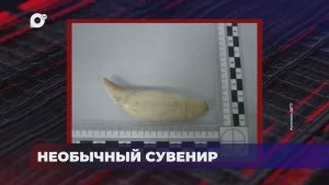 В порядке! / НА БОЕВОМ ПОСТУ / НЕОБЫЧНЫЙ СУВЕНИР / 16.01.26