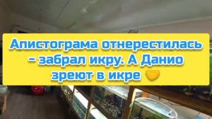 Апистограма отнерестилась - забрал икру. А Данио зреют в икре 🤝