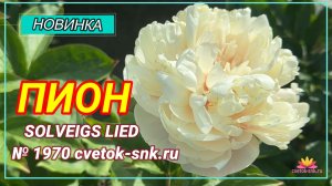 Травянистый гибрид "SOLVEIGS LIED"/Сад Ворошиловой