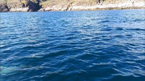 petal_20250811_114518.mp4