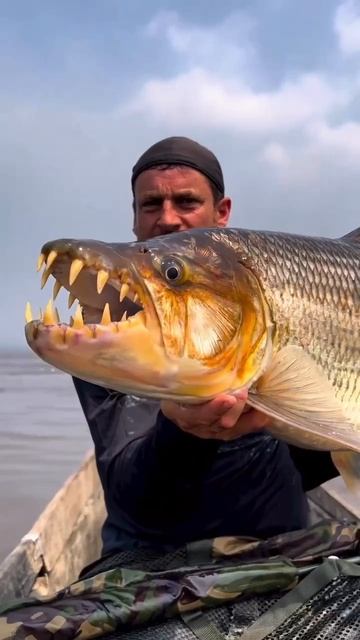 Вот такие монстры водятся в африканских реках — большие тигровые рыбы. смотреть онлайн
