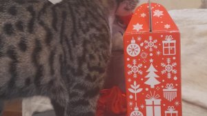 музыкальное шоу, как сделать музыку медленнее.