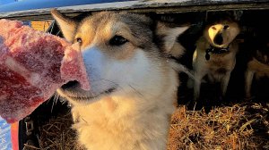 В морозный день