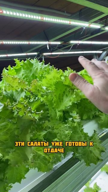 Лето зимой смотреть онлайн