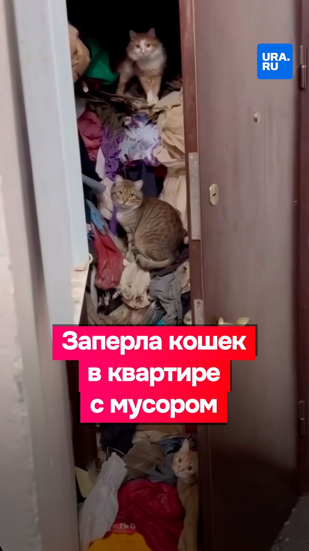 Москвичка завалила квартиру мусором до потолка смотреть онлайн