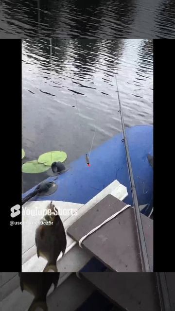 Ленобласть.28.07.2024. Часть 123. Утята_ Рыбалка, ловим рыбку для утят