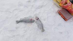 VID_20260116_110954_653