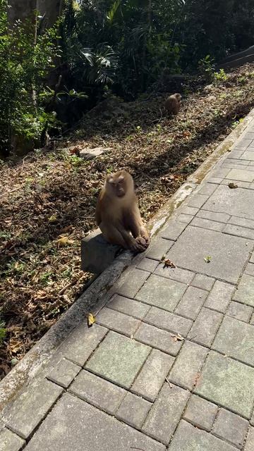 Я извиняюсь! Это планета обезьян? смотреть онлайн