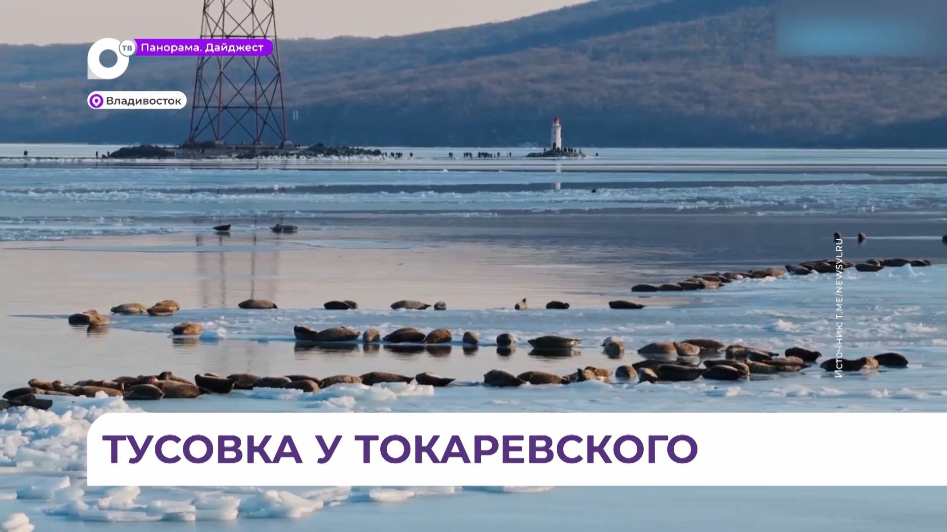 Огромное количество ларг уже который день собирается у Токаревского маяка во Владивостоке смотреть онлайн