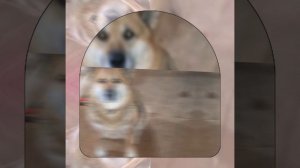 1000046043.mp4 (Собака наблюдает за устройством лестницы на 2 этаж в доме А-фрейм)