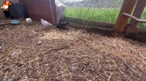 Любовь птицевода к Курочкам 🐥🐔🥚 Нежное видео 🐓 Версия (115)