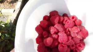 Ремонтантная малина Атлант